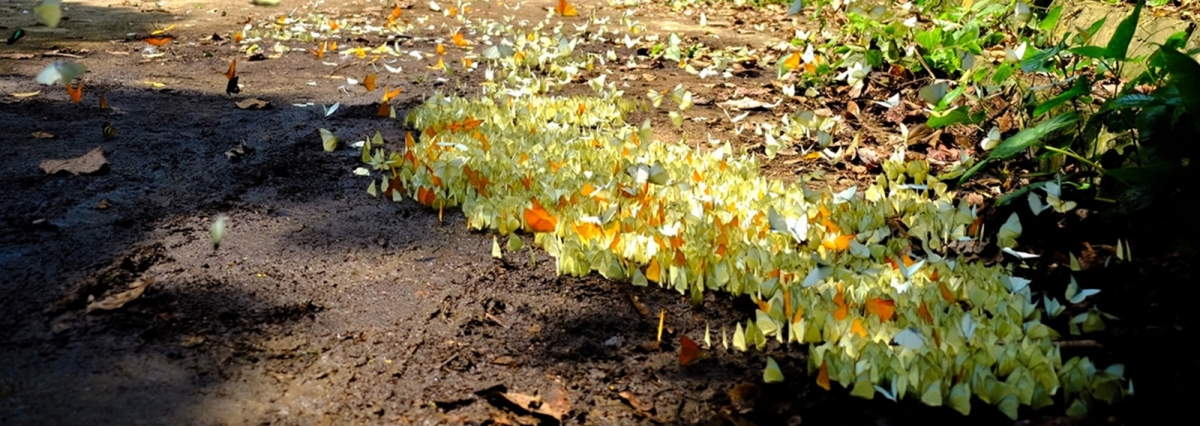 Bai Dinh Pagoda – Trang An – Mua Cave – Cuc Phuong National Park Private  2 Days 1 Night